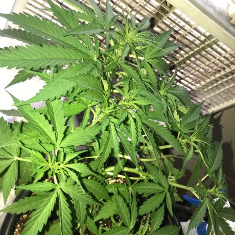 Amnesia Haze Auto growlog timeline photo