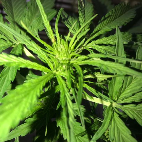 Amnesia Haze Auto growlog timeline photo