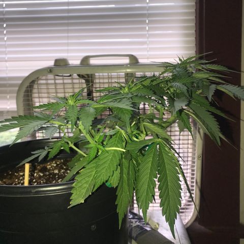 Amnesia Haze Auto growlog timeline photo