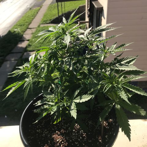 Amnesia Haze Auto growlog timeline photo