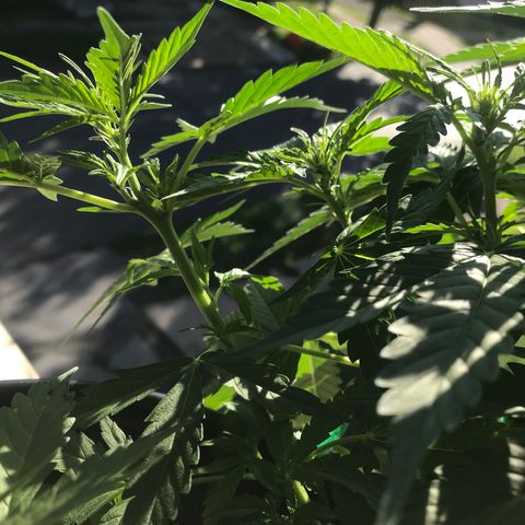 Amnesia Haze Auto growlog timeline photo