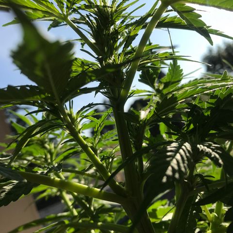 Amnesia Haze Auto growlog timeline photo