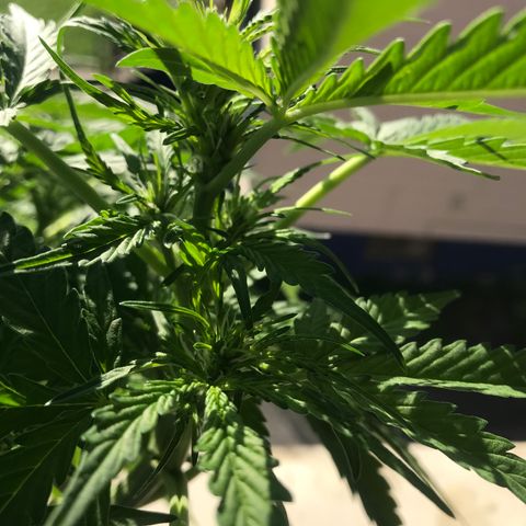 Amnesia Haze Auto growlog timeline photo