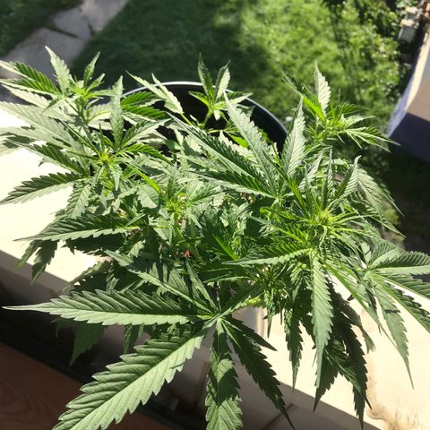 Amnesia Haze Auto growlog timeline photo