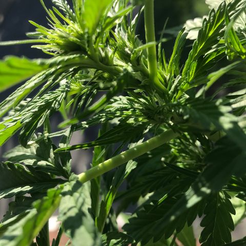 Amnesia Haze Auto growlog timeline photo