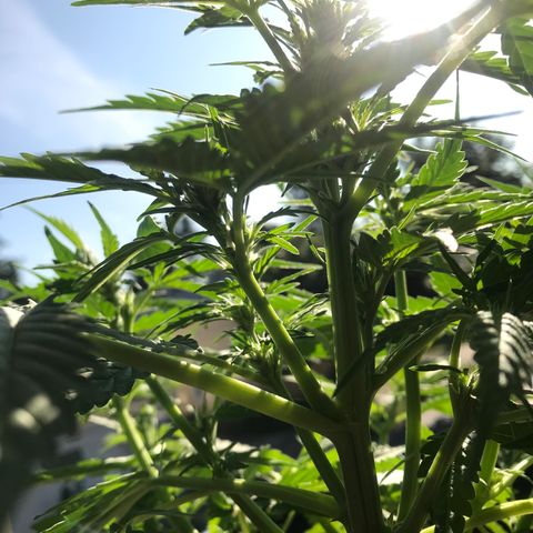 Amnesia Haze Auto growlog timeline photo