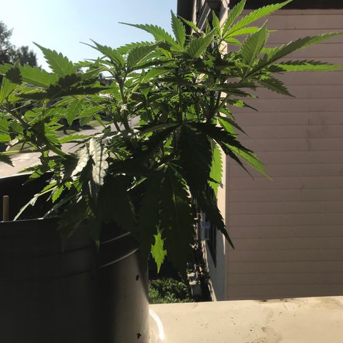 Amnesia Haze Auto growlog timeline photo