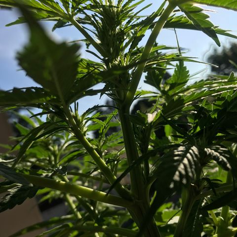 Amnesia Haze Auto growlog timeline photo