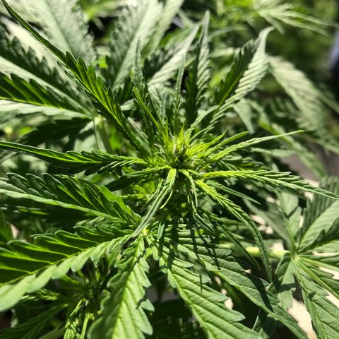 Amnesia Haze Auto growlog timeline photo