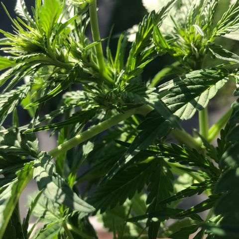Amnesia Haze Auto growlog timeline photo