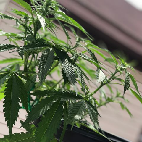 Amnesia Haze Auto growlog timeline photo