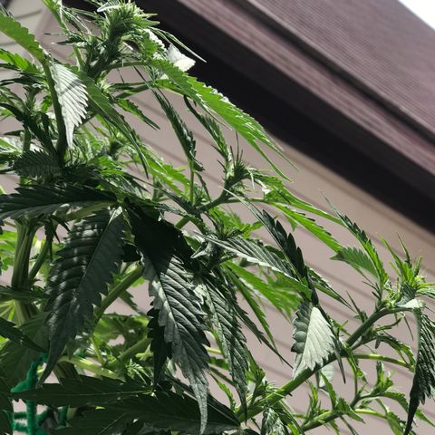 Amnesia Haze Auto growlog timeline photo