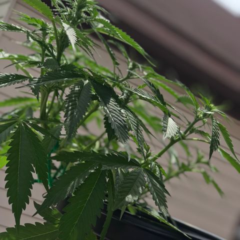 Amnesia Haze Auto growlog timeline photo
