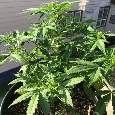 Amnesia Haze Auto growlog timeline photo