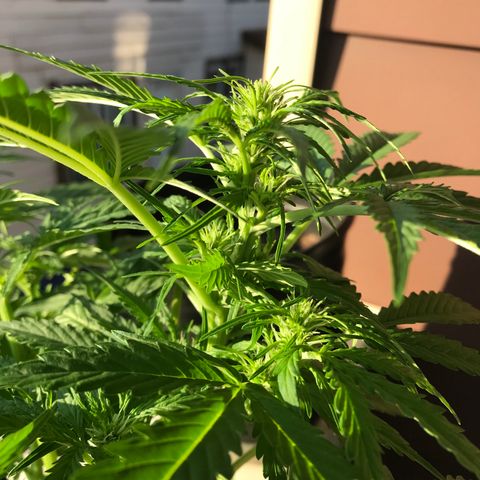 Amnesia Haze Auto growlog timeline photo