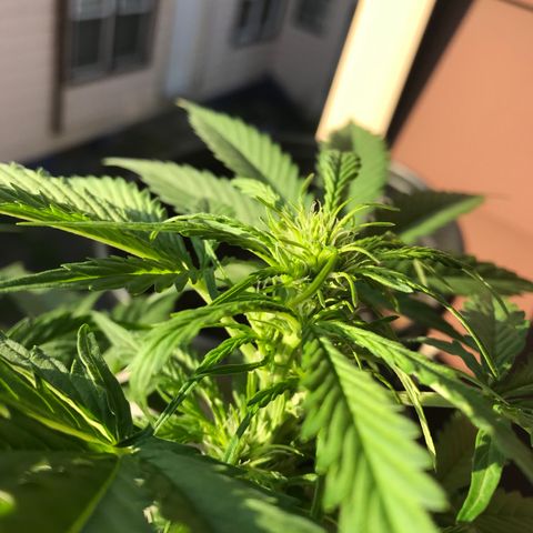 Amnesia Haze Auto growlog timeline photo