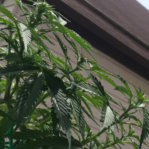 Amnesia Haze Auto growlog timeline photo