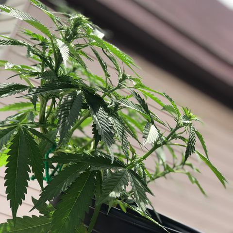 Amnesia Haze Auto growlog timeline photo