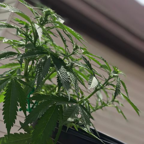 Amnesia Haze Auto growlog timeline photo
