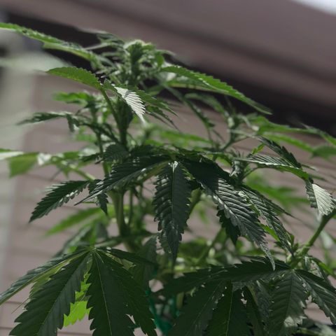 Amnesia Haze Auto growlog timeline photo