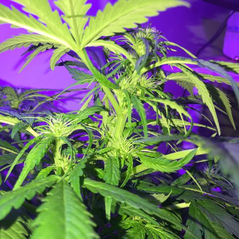 Amnesia Haze Auto growlog timeline photo