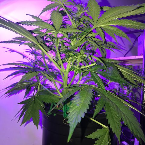 Amnesia Haze Auto growlog timeline photo