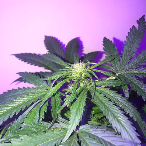 Amnesia Haze Auto growlog timeline photo