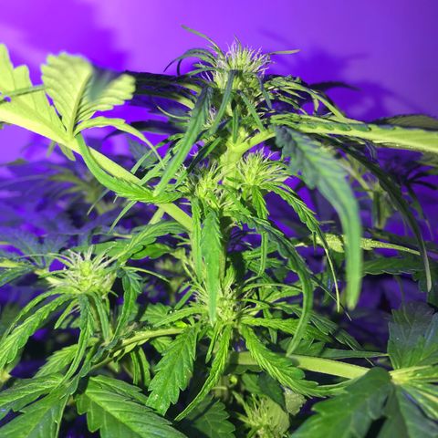 Amnesia Haze Auto growlog timeline photo