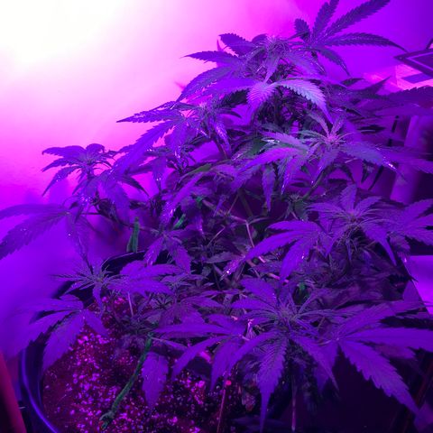 Amnesia Haze Auto growlog timeline photo