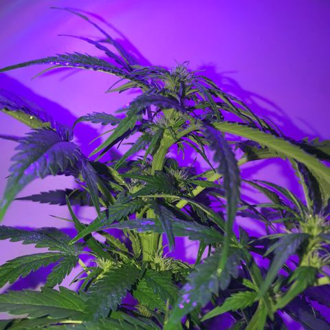 Amnesia Haze Auto growlog timeline photo