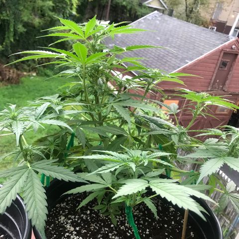 Amnesia Haze Auto growlog timeline photo