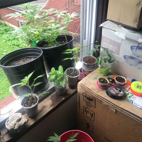 Amnesia Haze Auto growlog timeline photo