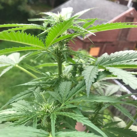 Amnesia Haze Auto growlog timeline photo