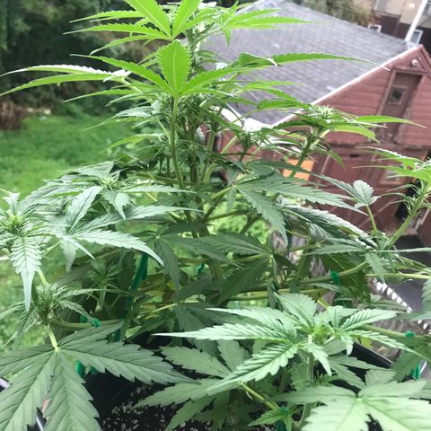 Amnesia Haze Auto growlog timeline photo