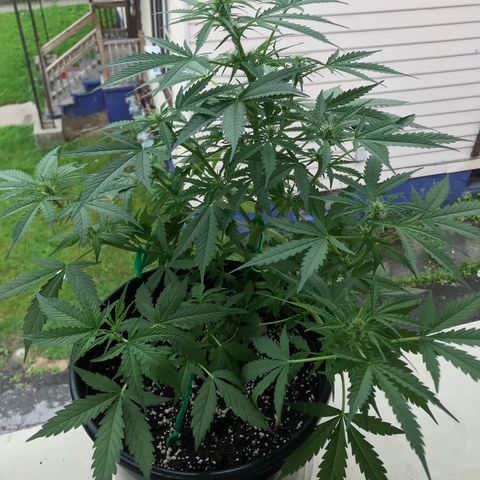 Amnesia Haze Auto growlog timeline photo