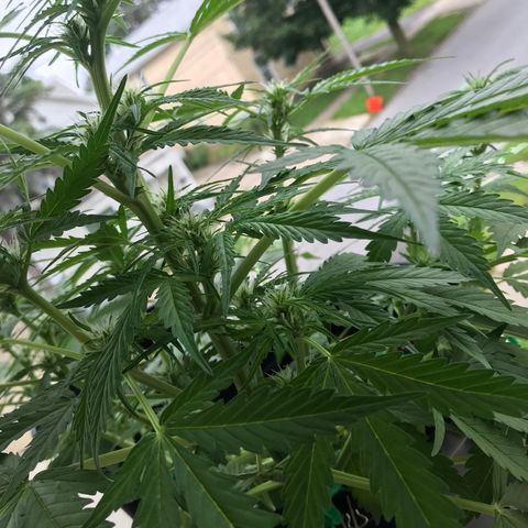 Amnesia Haze Auto growlog timeline photo