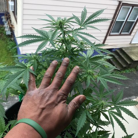 Amnesia Haze Auto growlog timeline photo