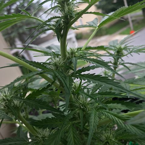 Amnesia Haze Auto growlog timeline photo