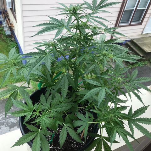 Amnesia Haze Auto growlog timeline photo