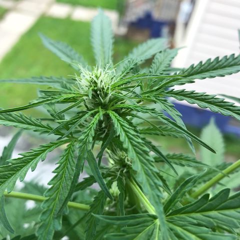 Amnesia Haze Auto growlog timeline photo