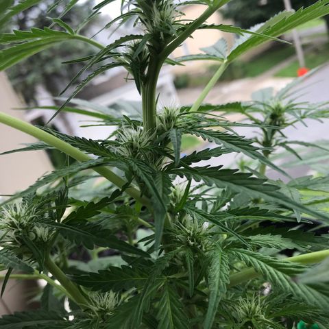 Amnesia Haze Auto growlog timeline photo