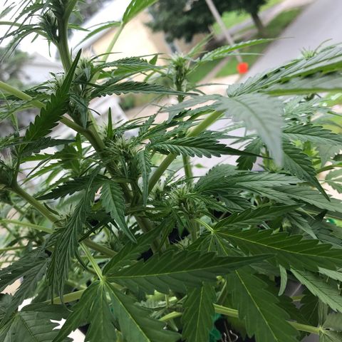 Amnesia Haze Auto growlog timeline photo