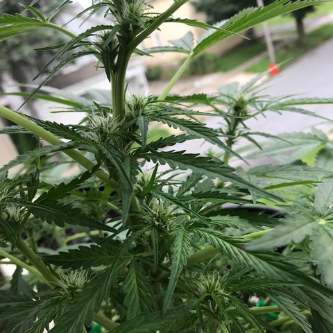 Amnesia Haze Auto growlog timeline photo