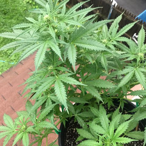 Amnesia Haze Auto growlog timeline photo