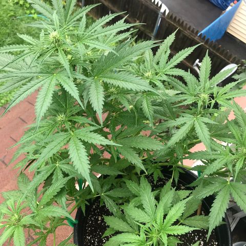 Amnesia Haze Auto growlog timeline photo