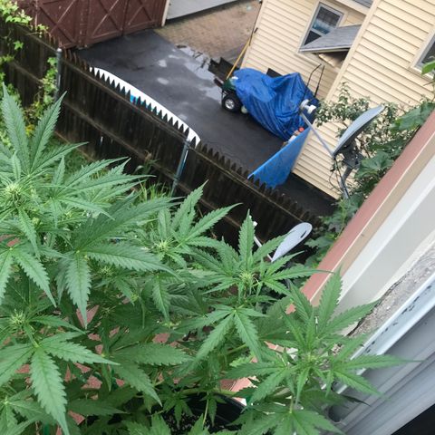 Amnesia Haze Auto growlog timeline photo