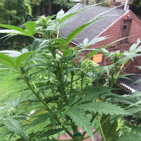 Amnesia Haze Auto growlog timeline photo