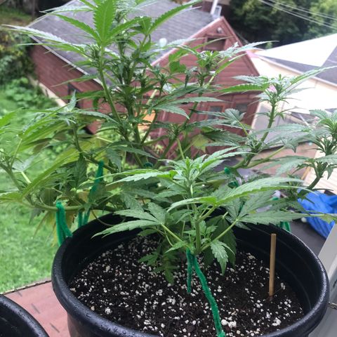Amnesia Haze Auto growlog timeline photo