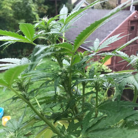 Amnesia Haze Auto growlog timeline photo