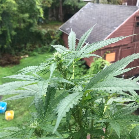 Amnesia Haze Auto growlog timeline photo